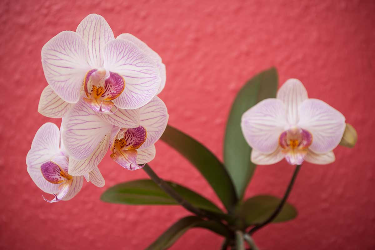 orchidea in fiore