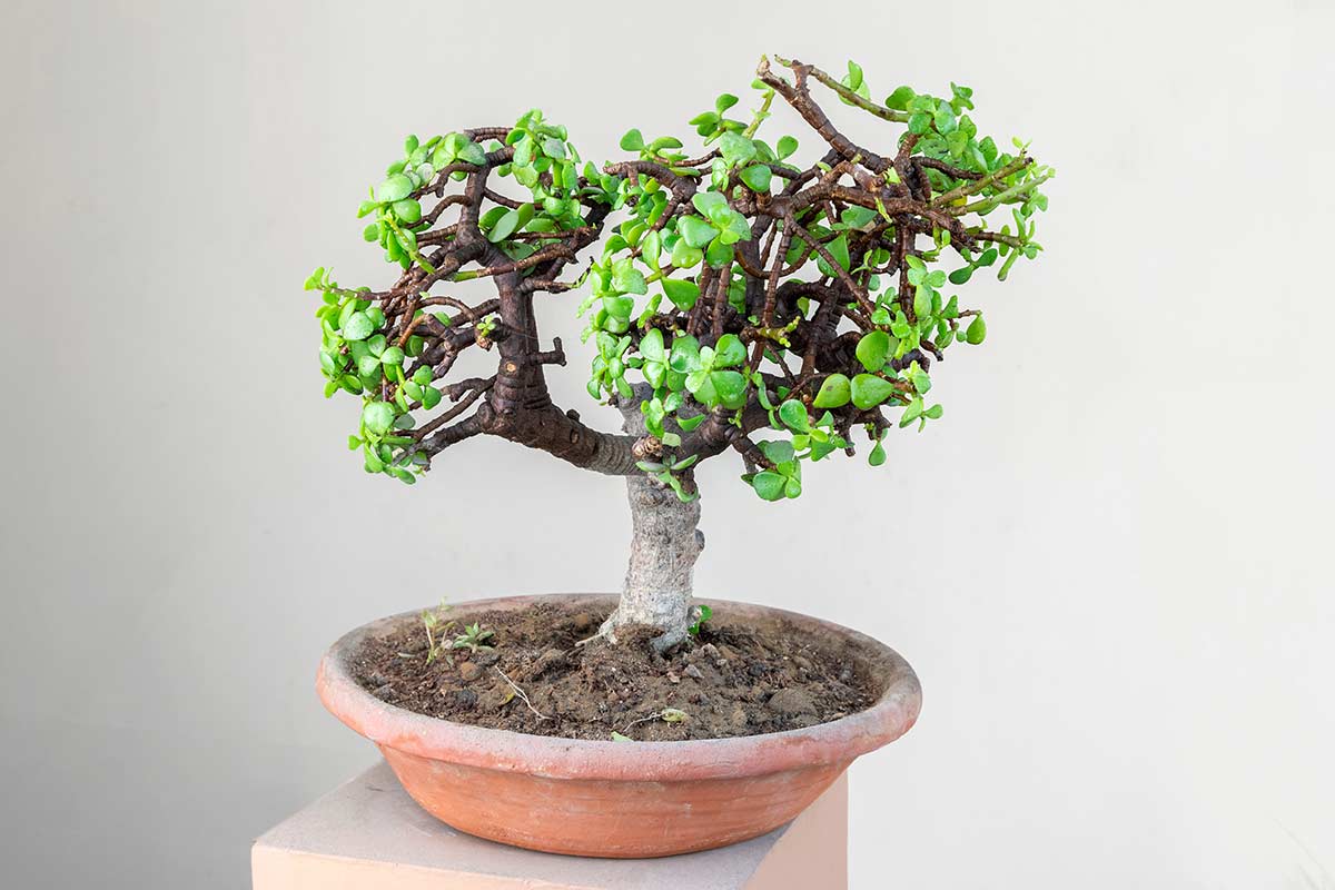 bonsai di giada