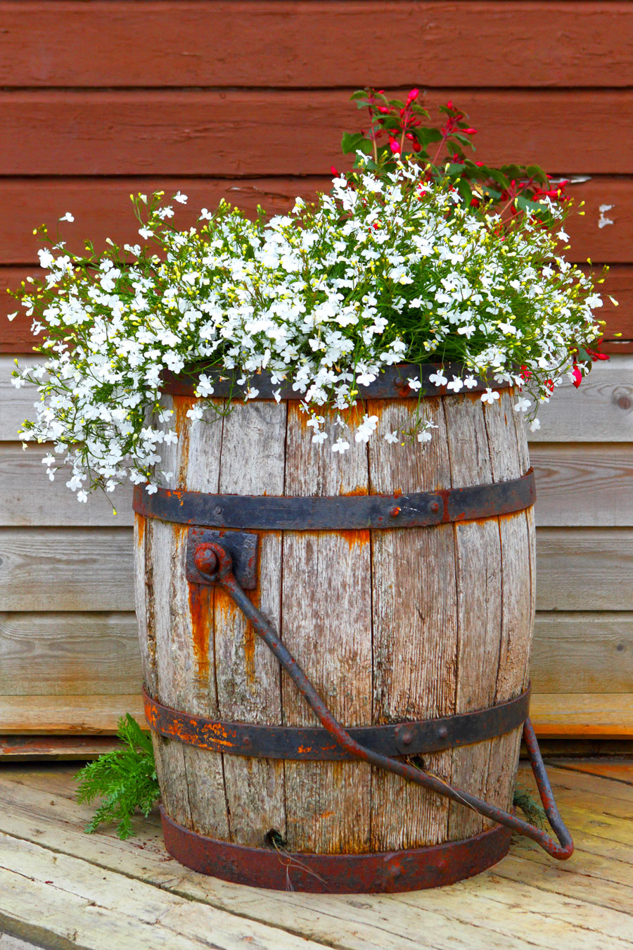 Vecchia botte decorata con fiori bianchi, una bella idea fai da te per il giardino.