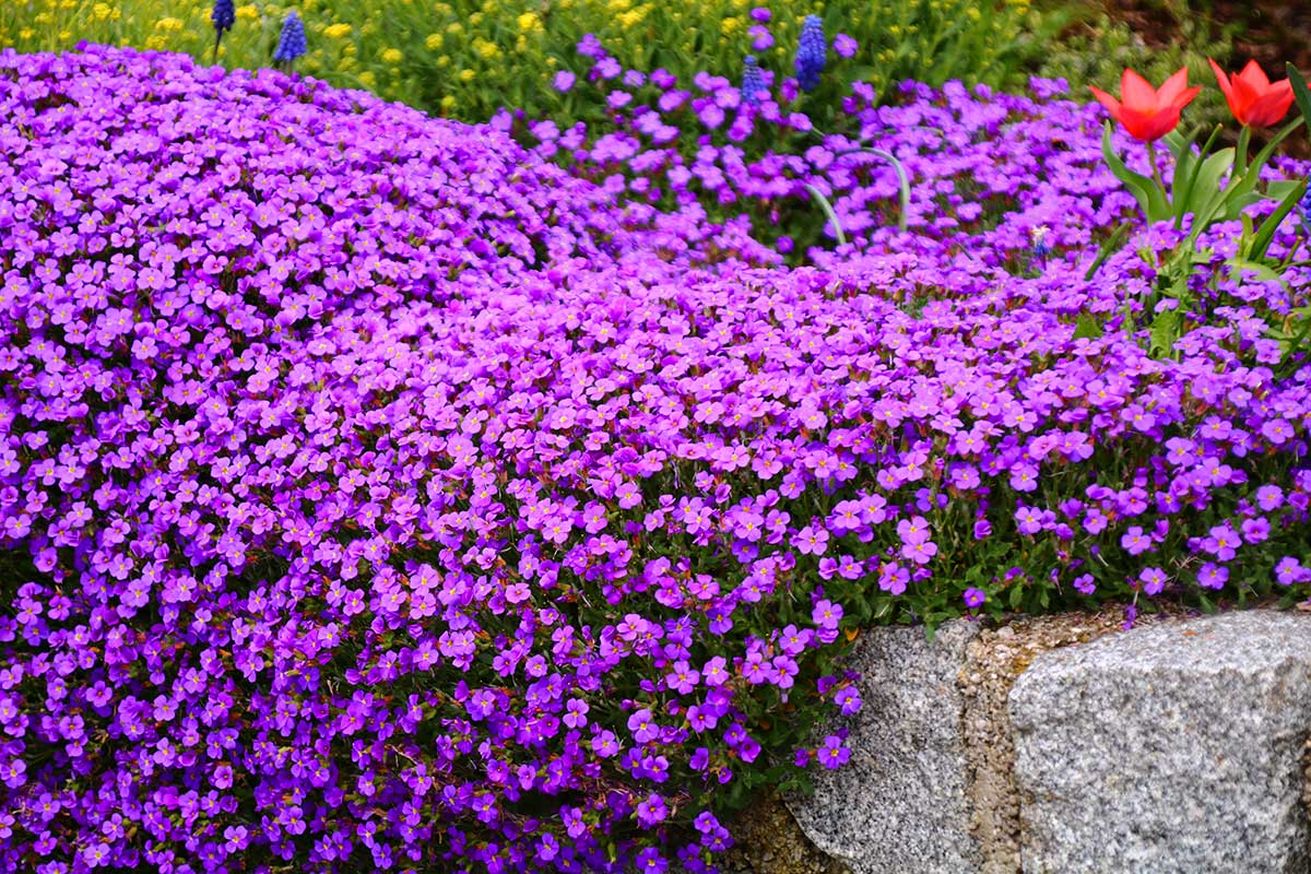 varietà di fiori per abbellire un muretto in giardino