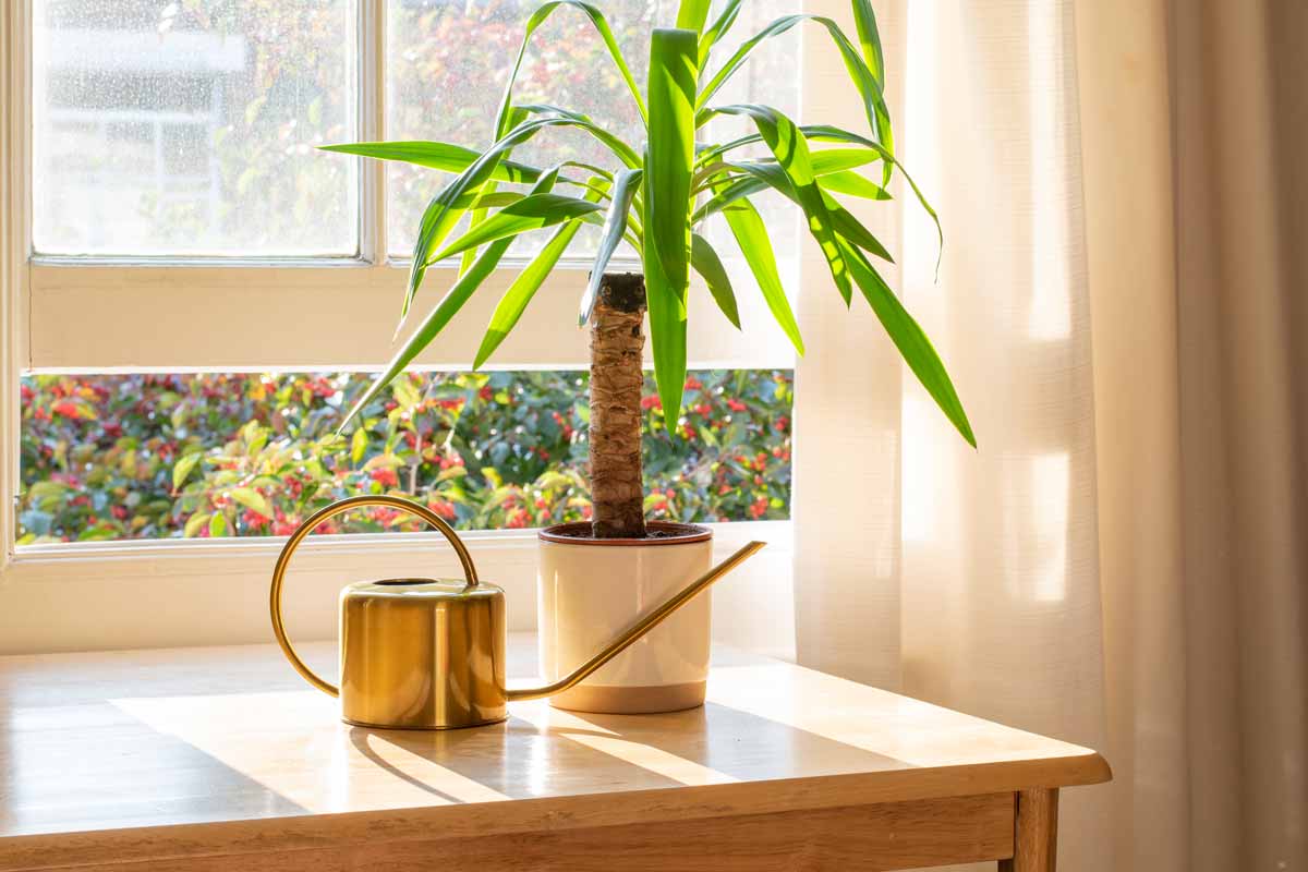piante da appartamento resistenti e decorative