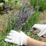 momenti per potare la lavanda