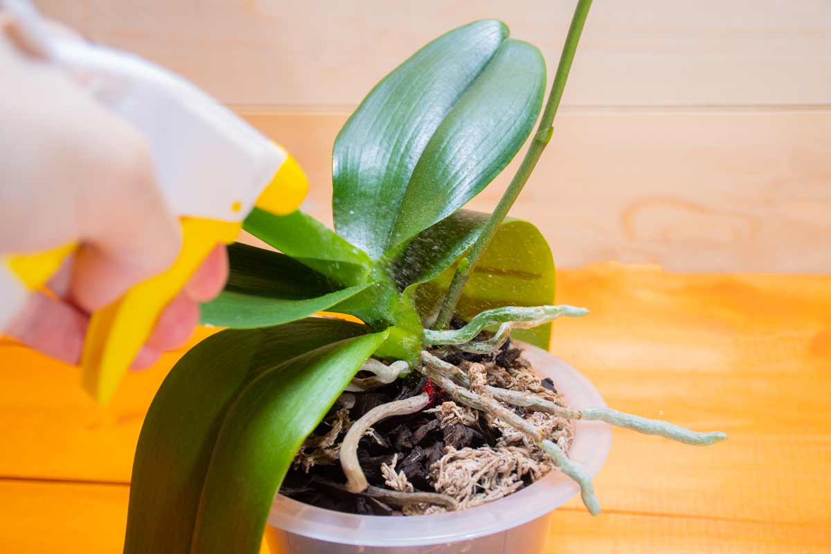 nutrire orchidea con la buccia mango