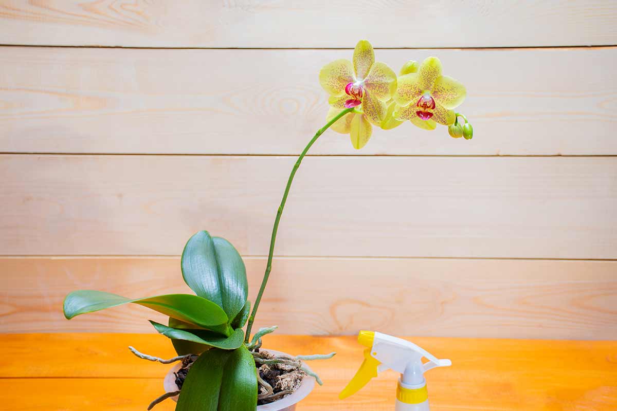 Nutrire orchidea con buccia di mango.