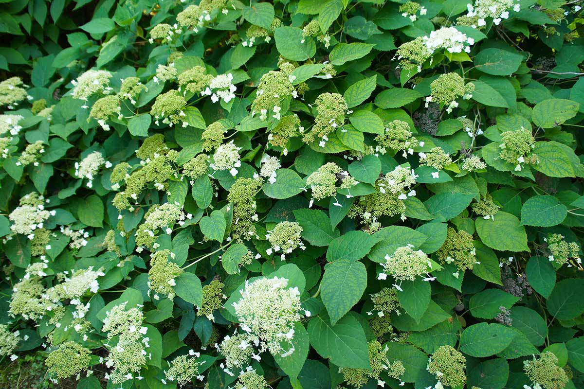 ortensie rampicanti, Hydrangea petiolaris