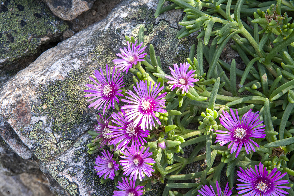 Delosperma, piante grasse con fiori viola.