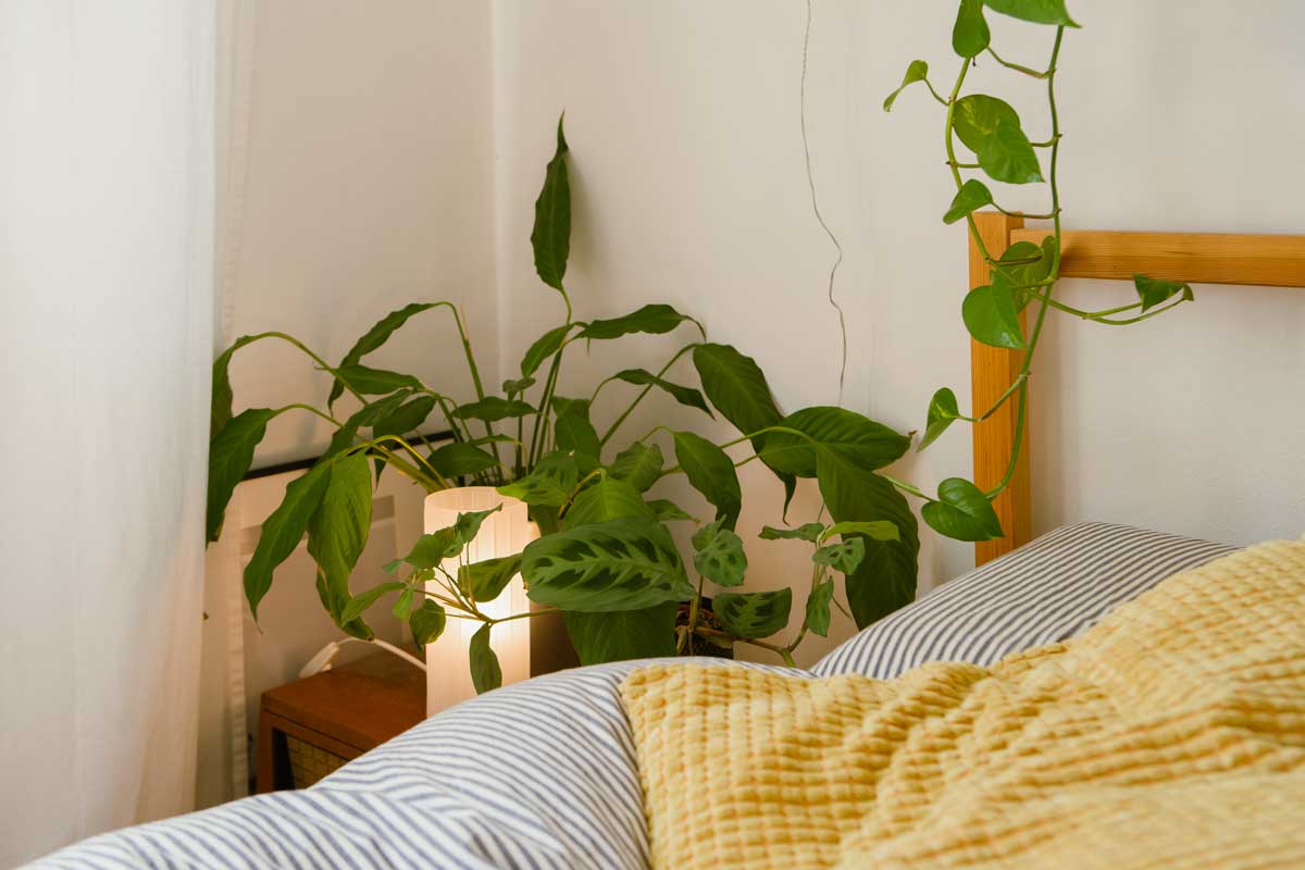 piante da tenere in camera da letto per dormire meglio