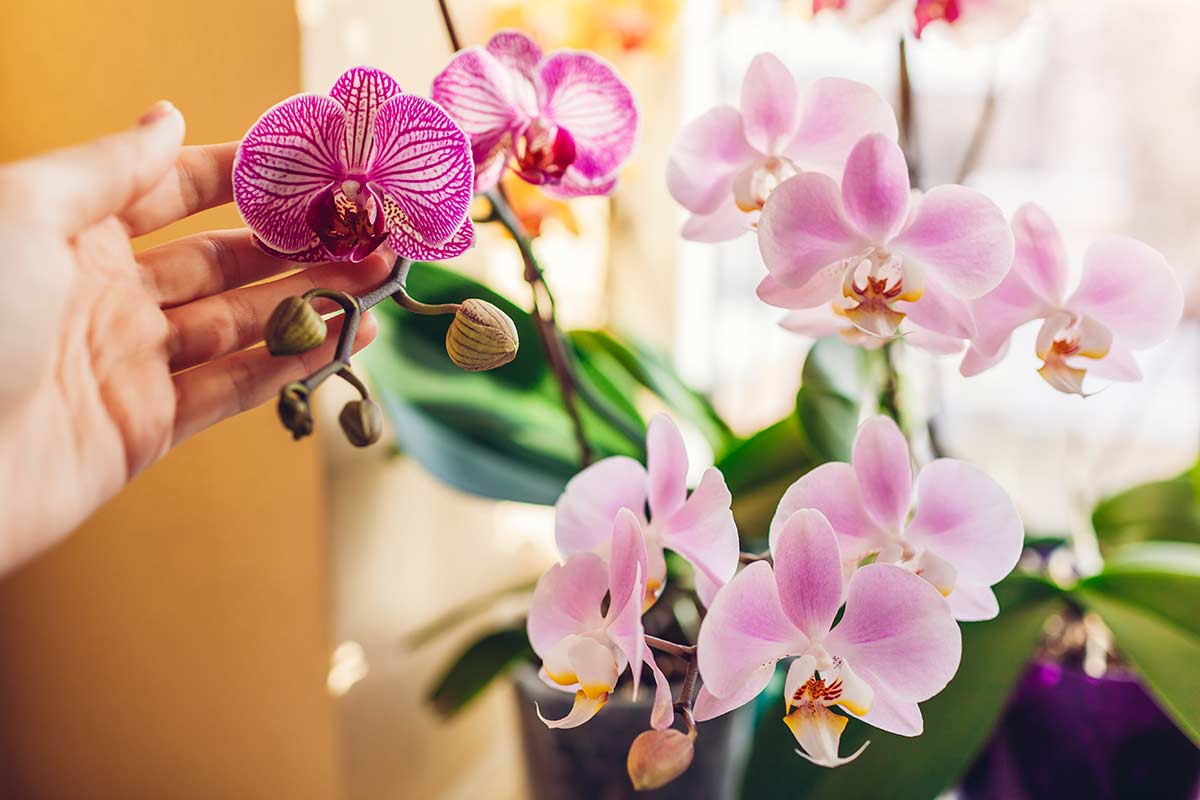 orchidea con nuove fioriture dopo il taglio
