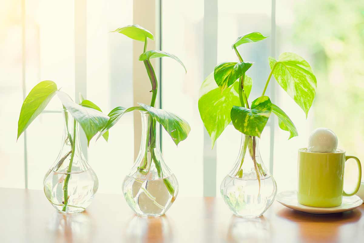 Water the pothos cuttings over the winter