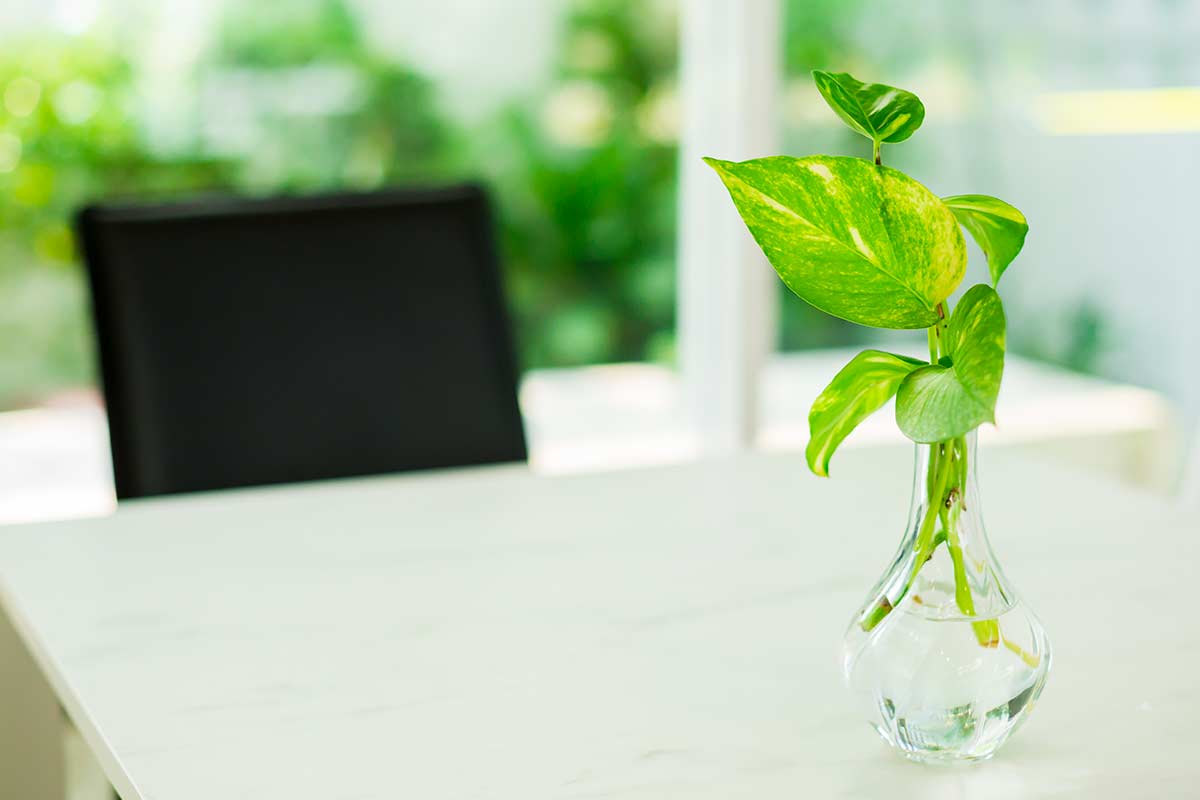 Plant pothos cuttings in water