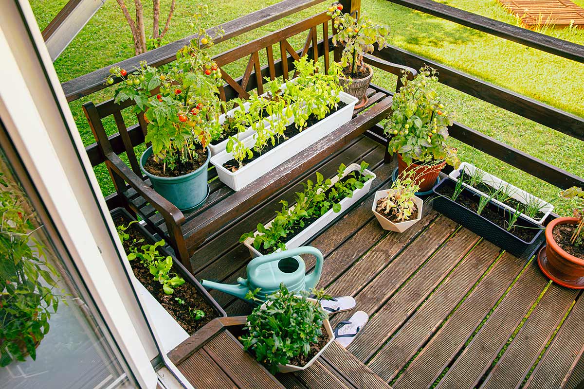 10 types of vegetables that are very easy to grow in pots, ideal for balconies and terraces
