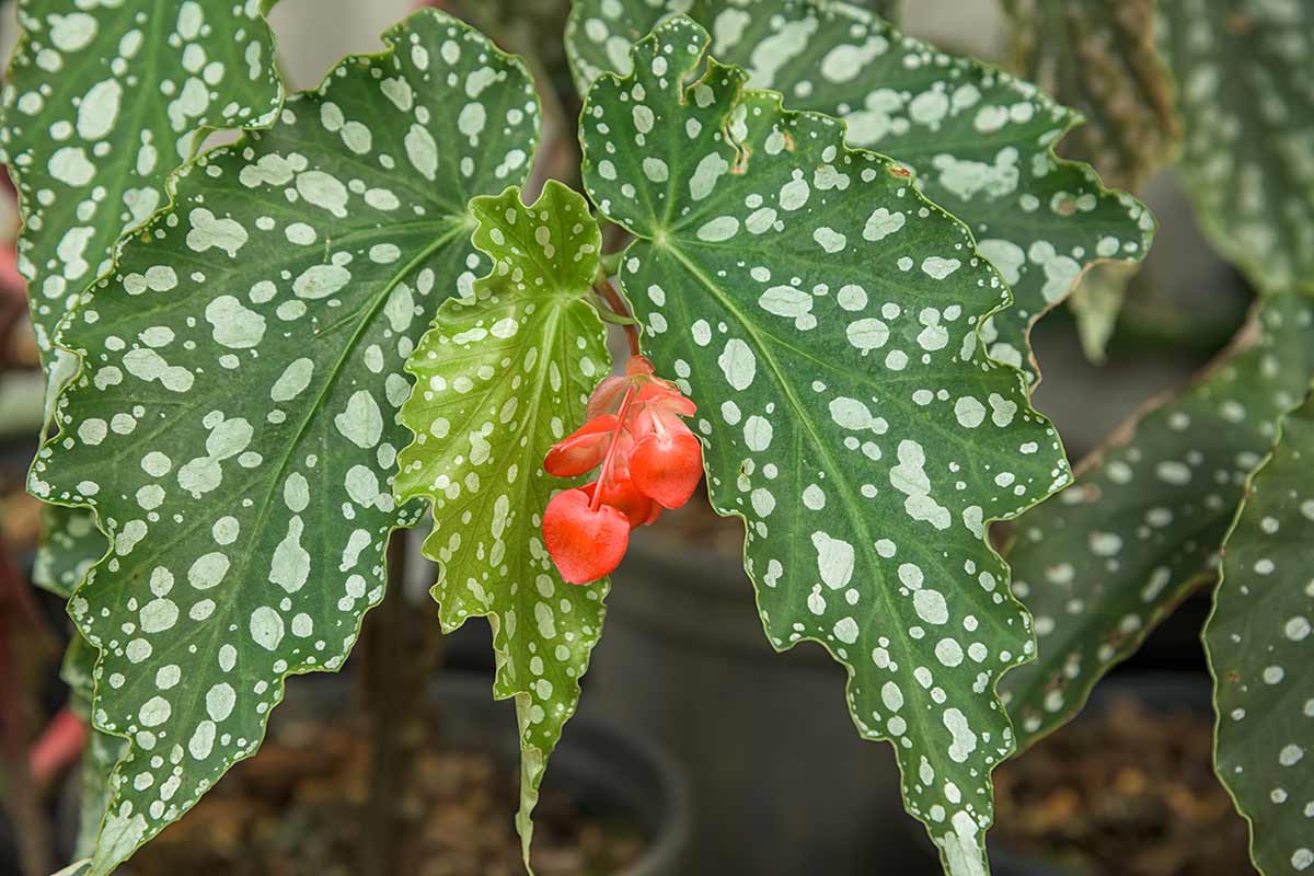 begonia maculata, foglie a pois