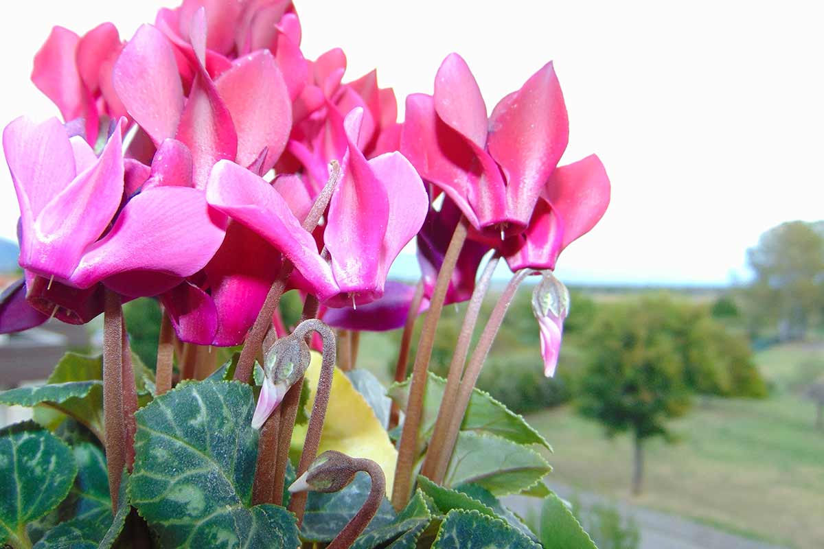 coltivare ciclamino sul balcone