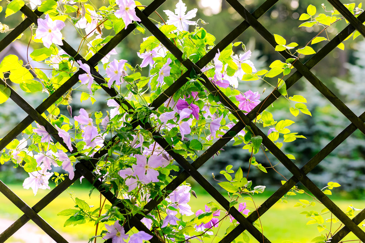 Clematis, rampicante.