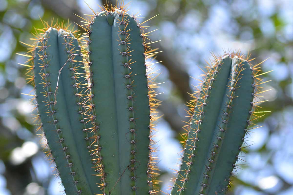 Cactus con nascondiglio segreto
