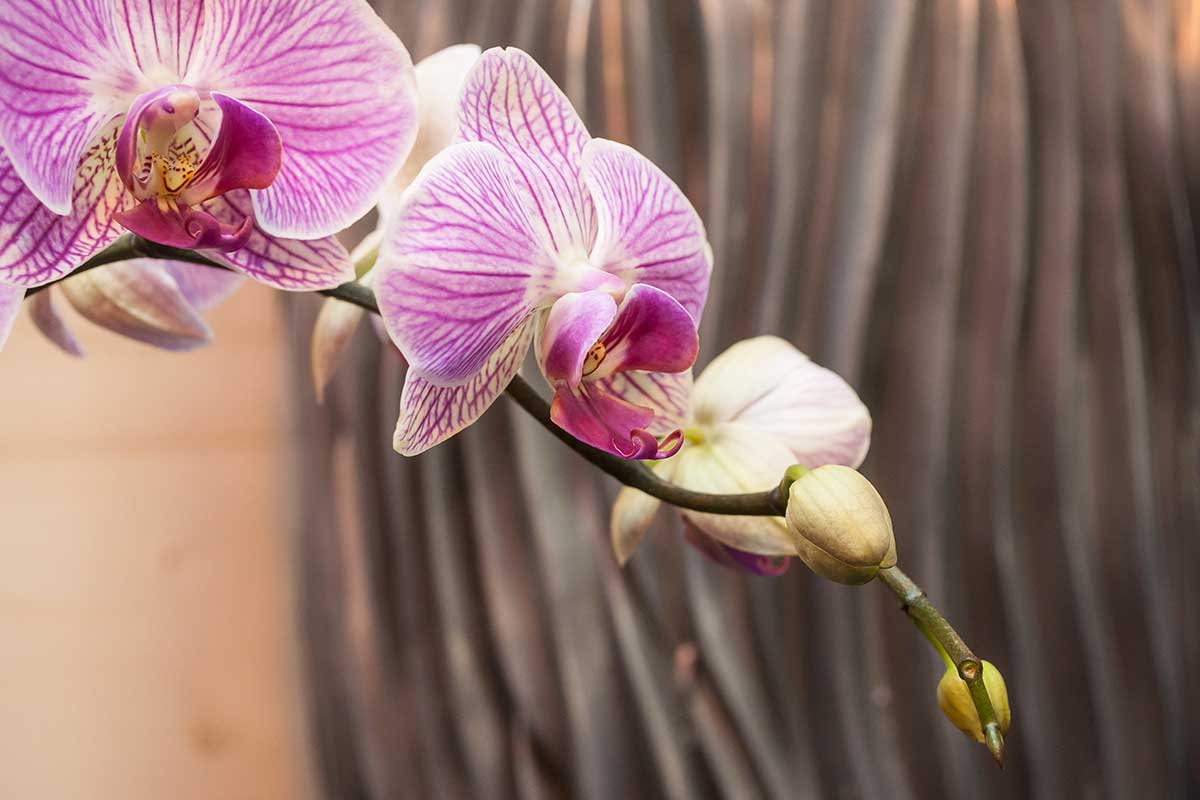 stimolare la rifioritura delle orchidee