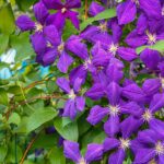varietà fiori viola