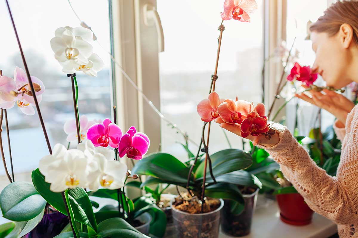 pulire foglie orchidee