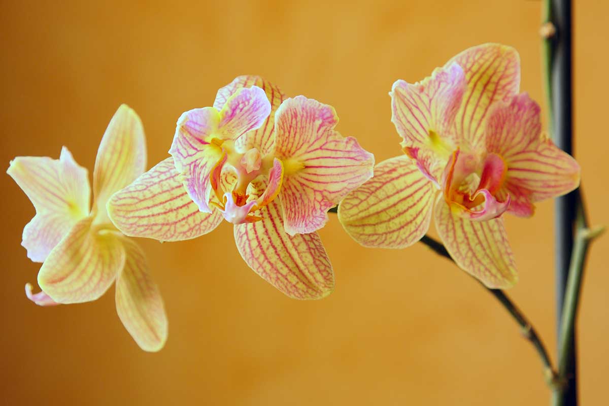 trucco naturale per orchidee