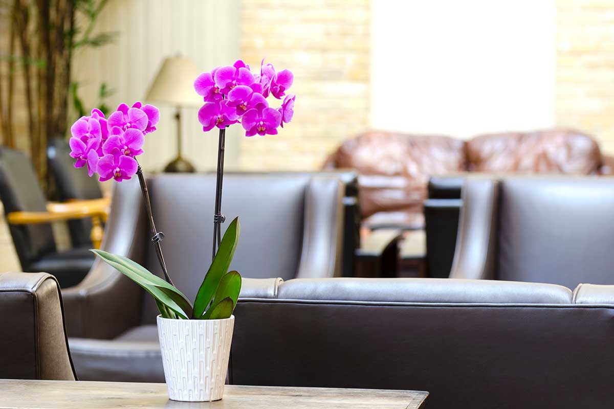 orchidee rosa in vaso sul tavolino del soggiorno