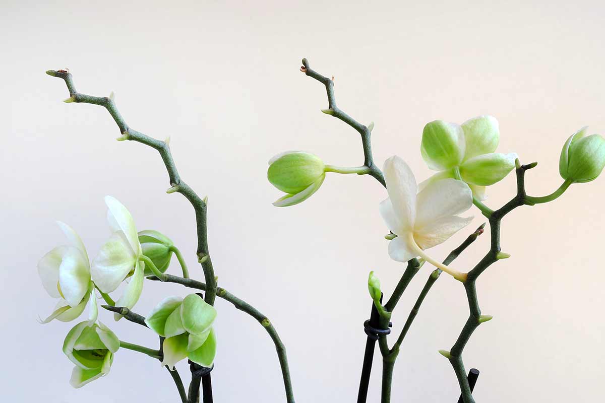 stimolare la rifioritura delle orchidee