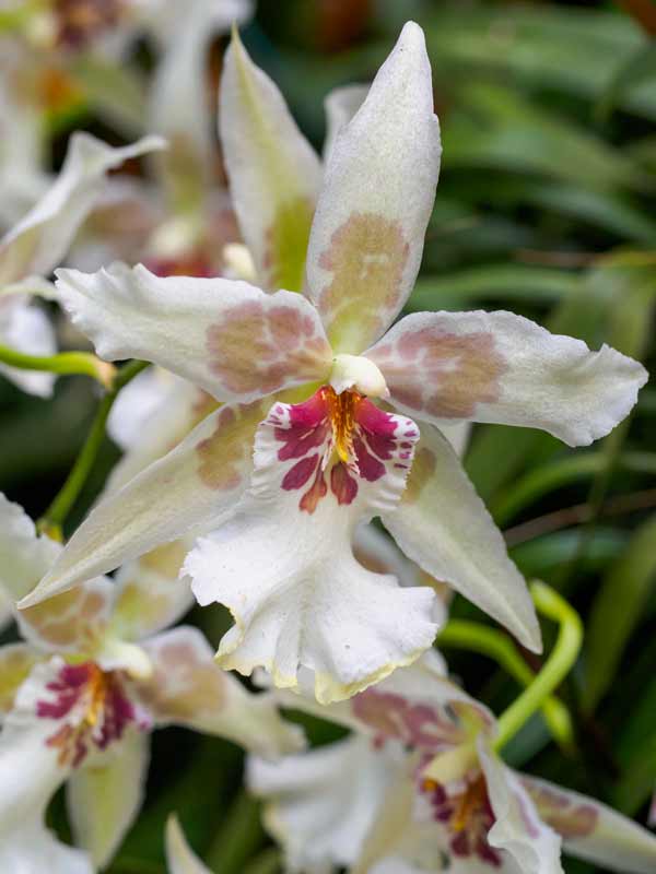 Orchidee Ibride
