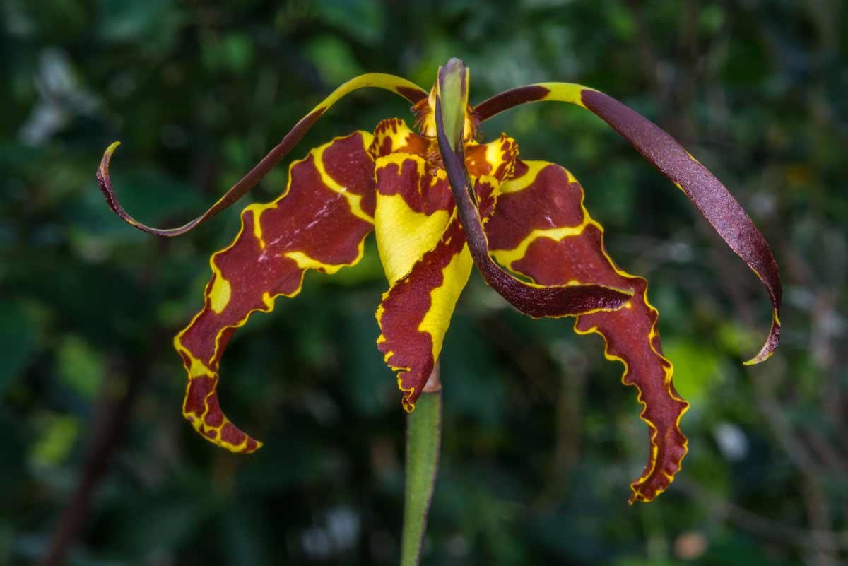 Orchidea Psychopsis