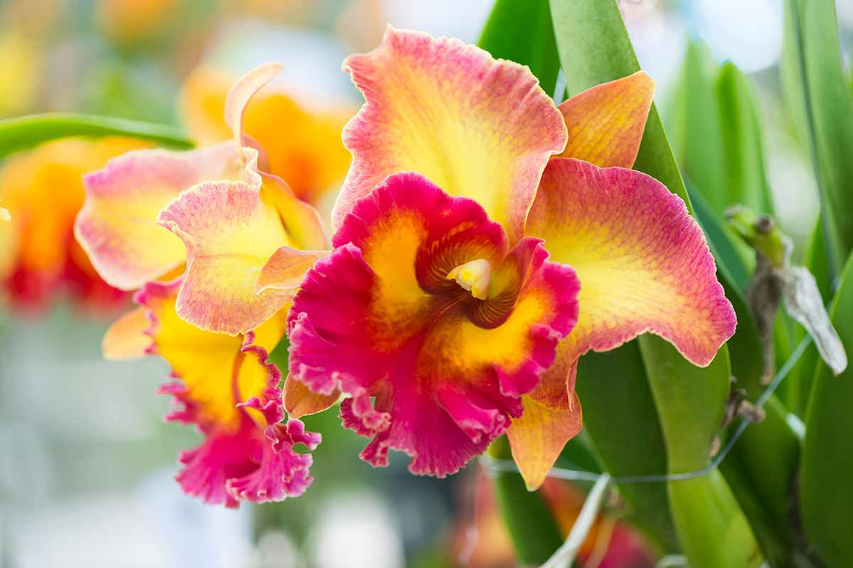 orchidee di rara bellezza