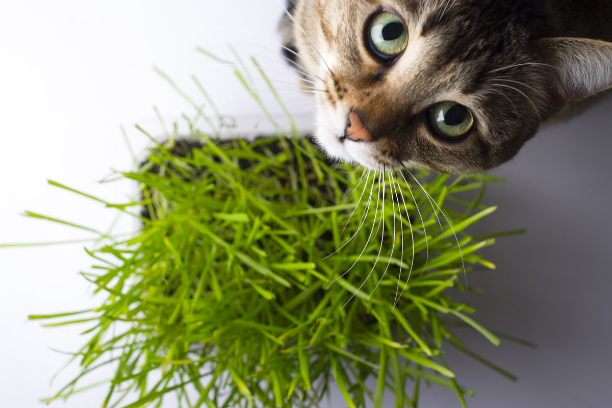 piante pericolose per gatti