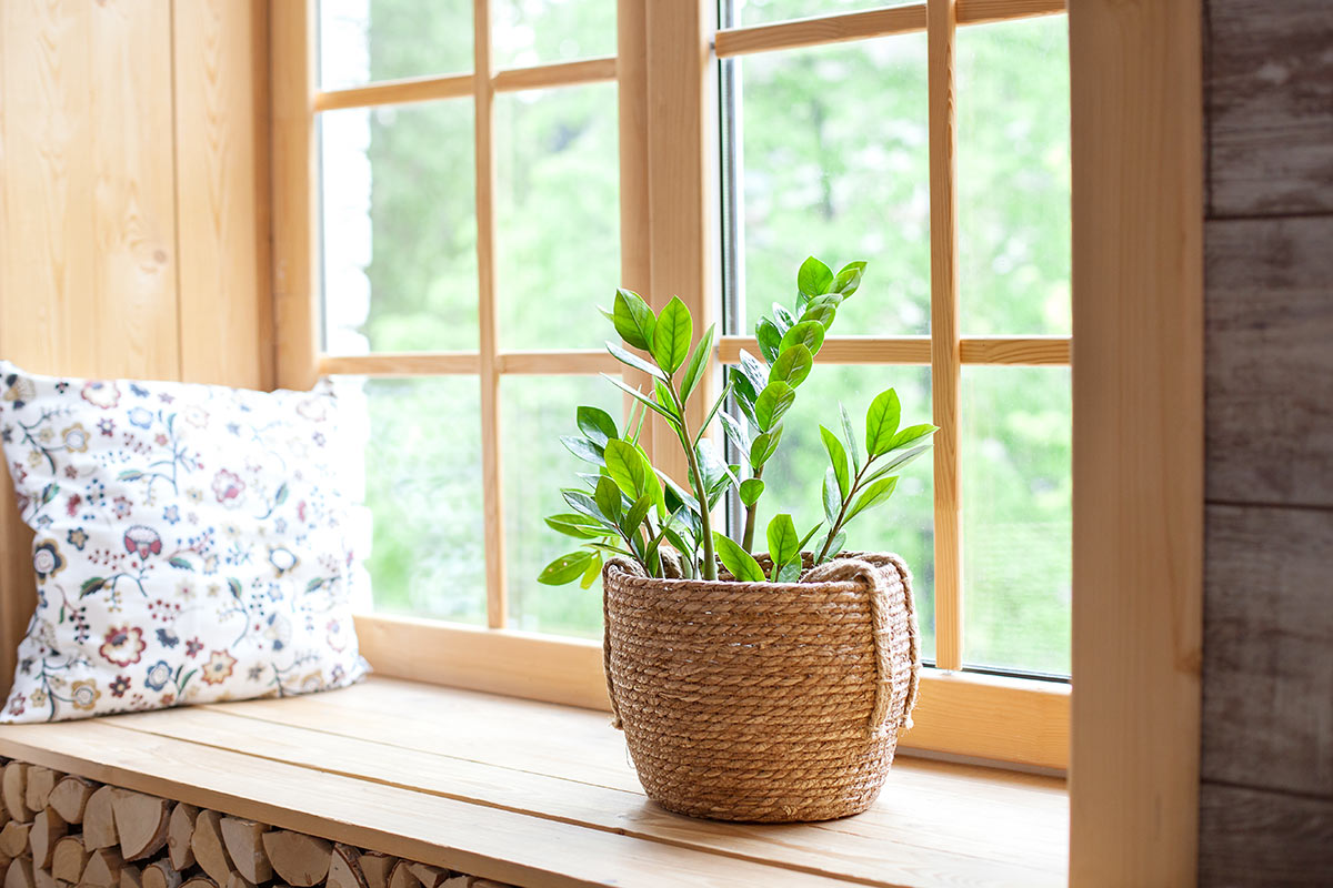 Zamioculcas in vaso, pianta succulenta semi grassa sul bordo di una finestra.