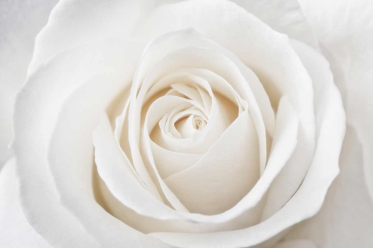 rose bianche significato