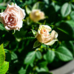 coltivare le rose in vaso