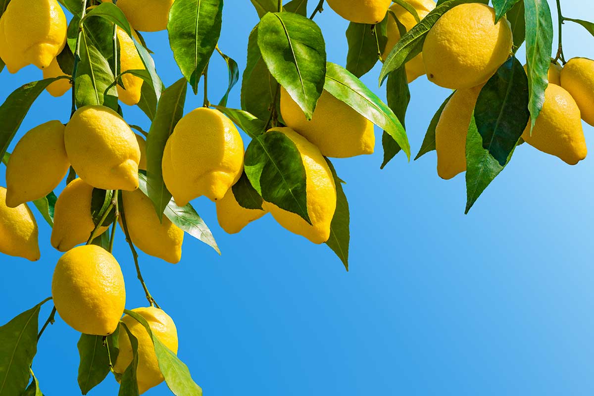 fertilizzante per limoni