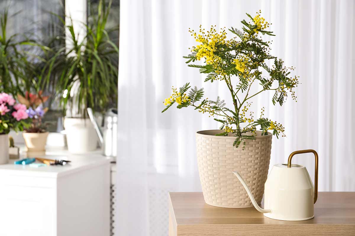 mimosa in vaso in casa