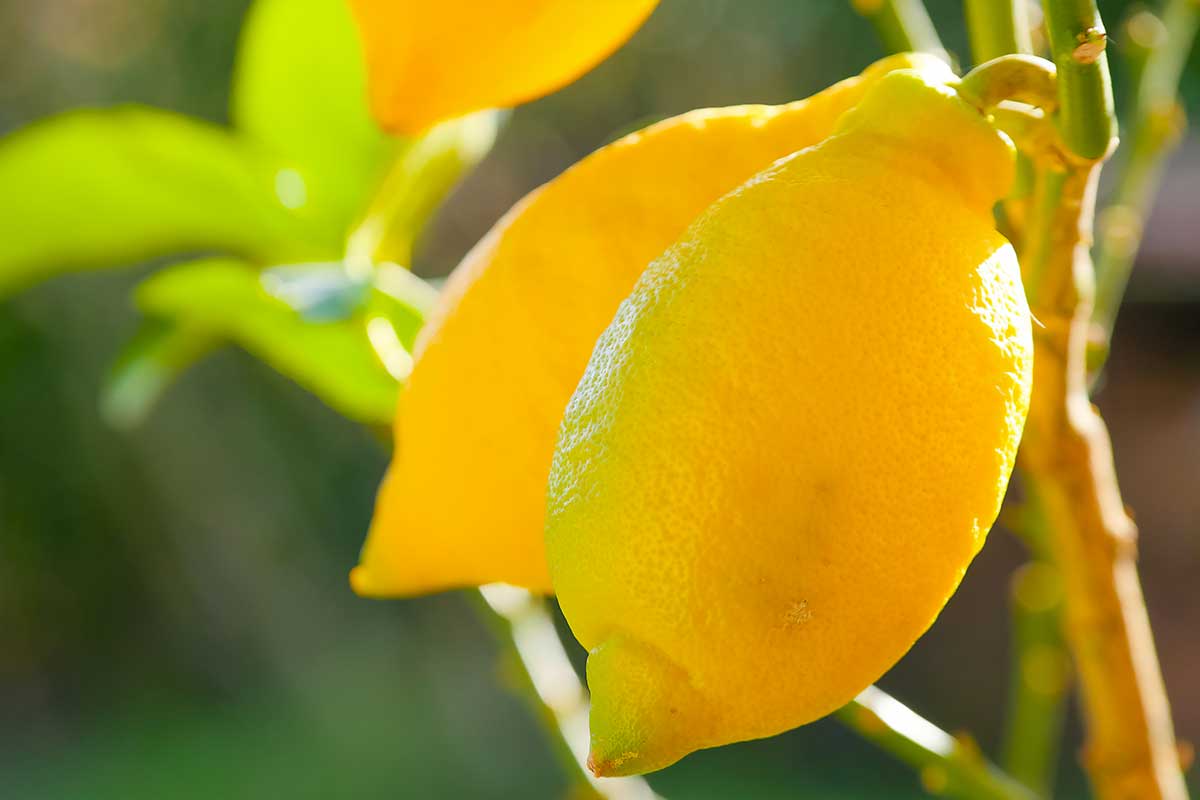 Fertilizzanti naturali per limoni.