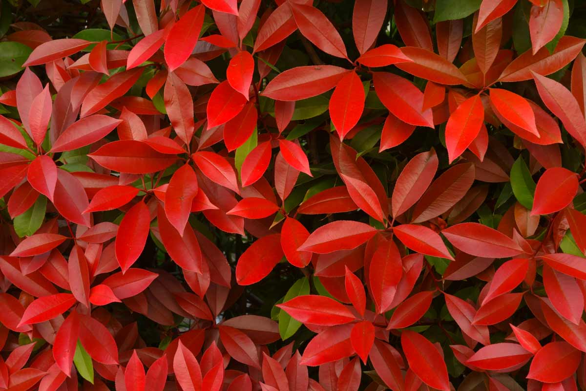 Photinia con foglie rosse.