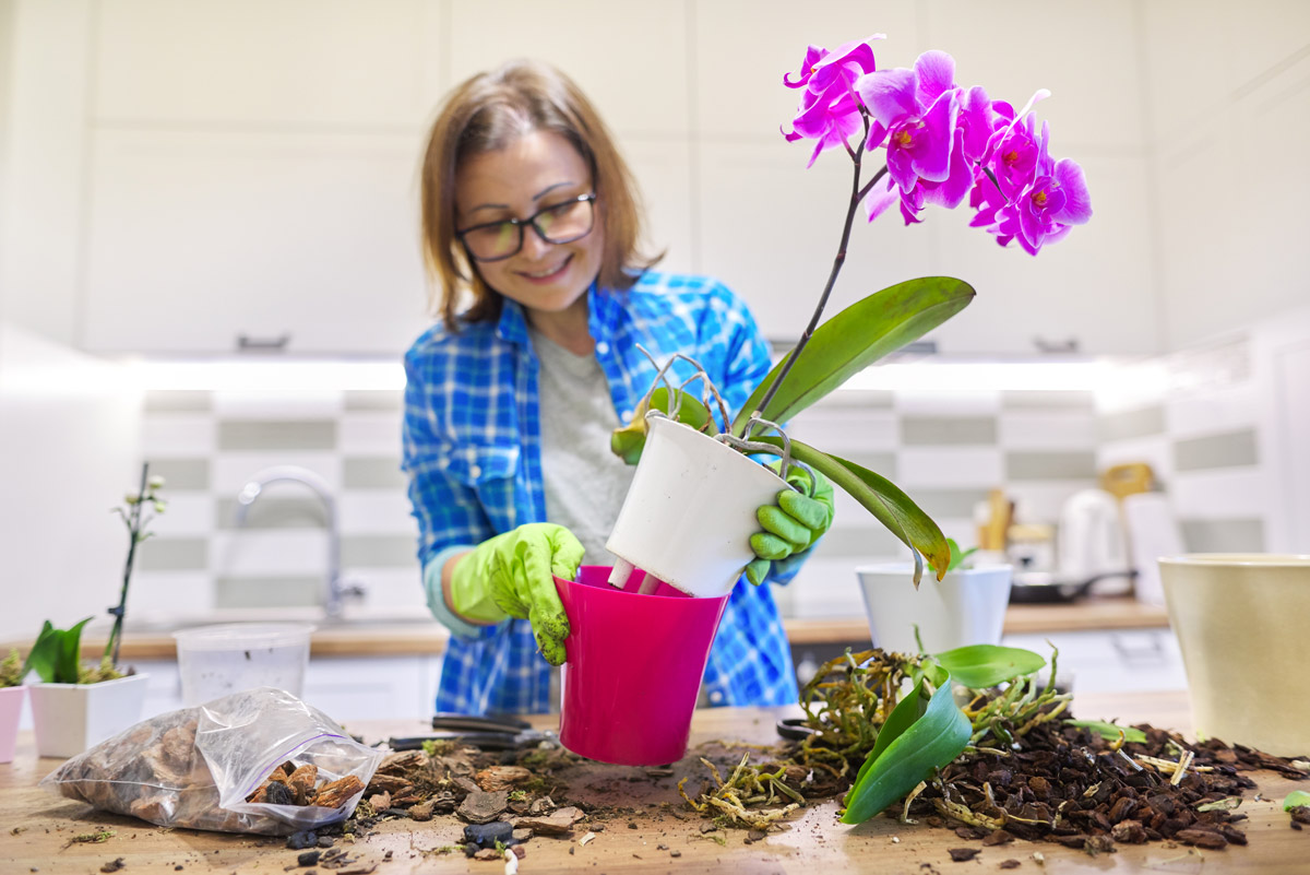orchidea radici fuori dal vaso