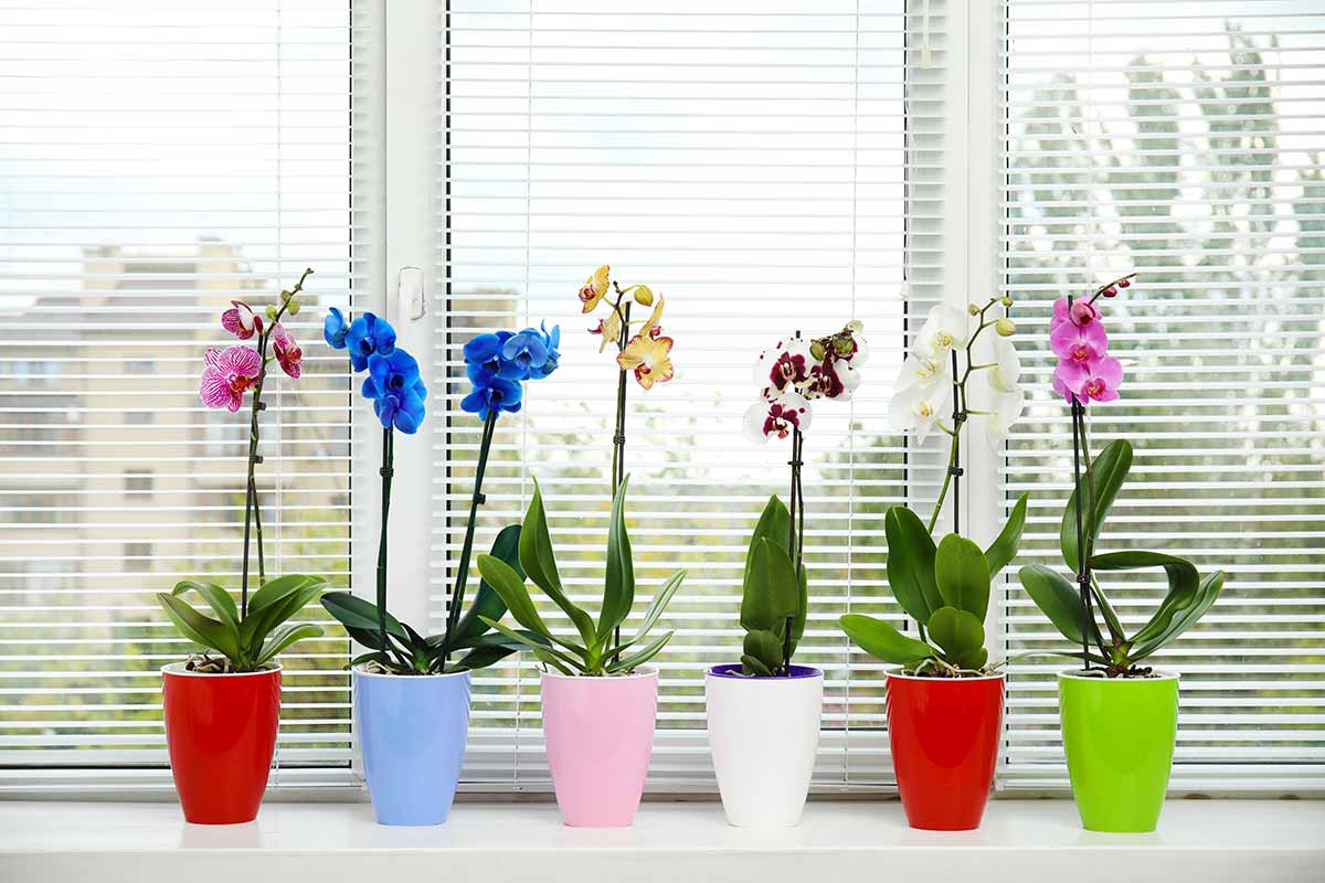significati colori orchidee