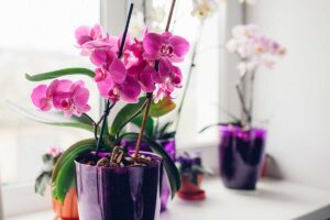 Usare la cannella per le orchidee