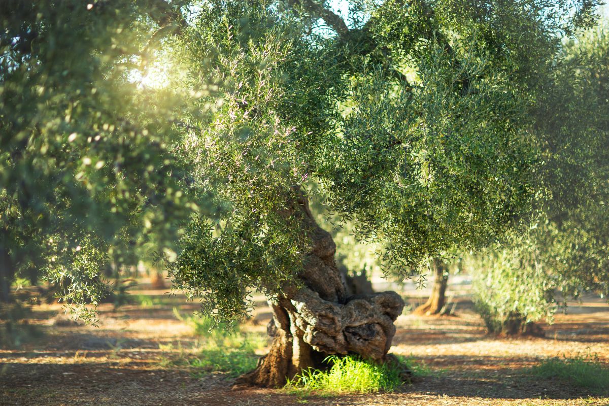 Potare l'olivo