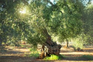 Come concimare il tuo olivo