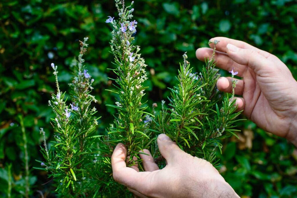 Rosmarino sul balcone: segreti e tecniche per una pianta aromatica che dura