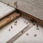 allontanare le formiche