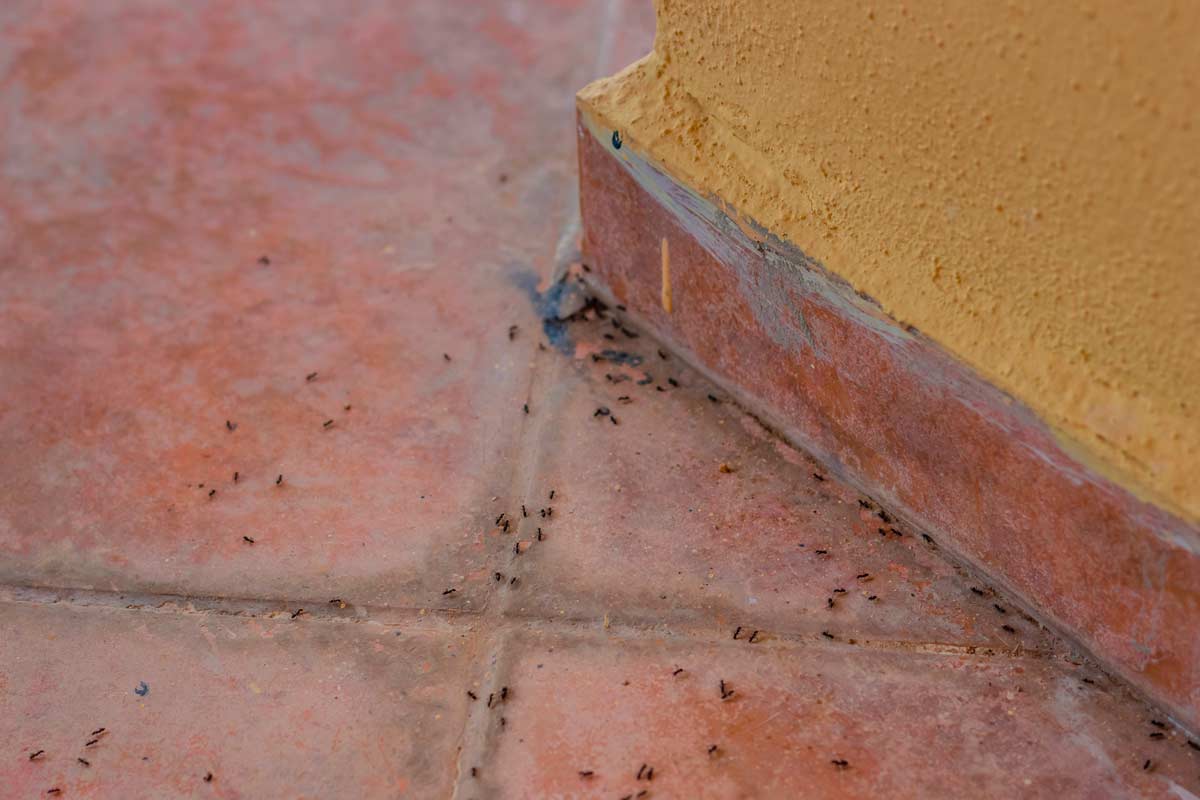 metodi naturali contro le formiche