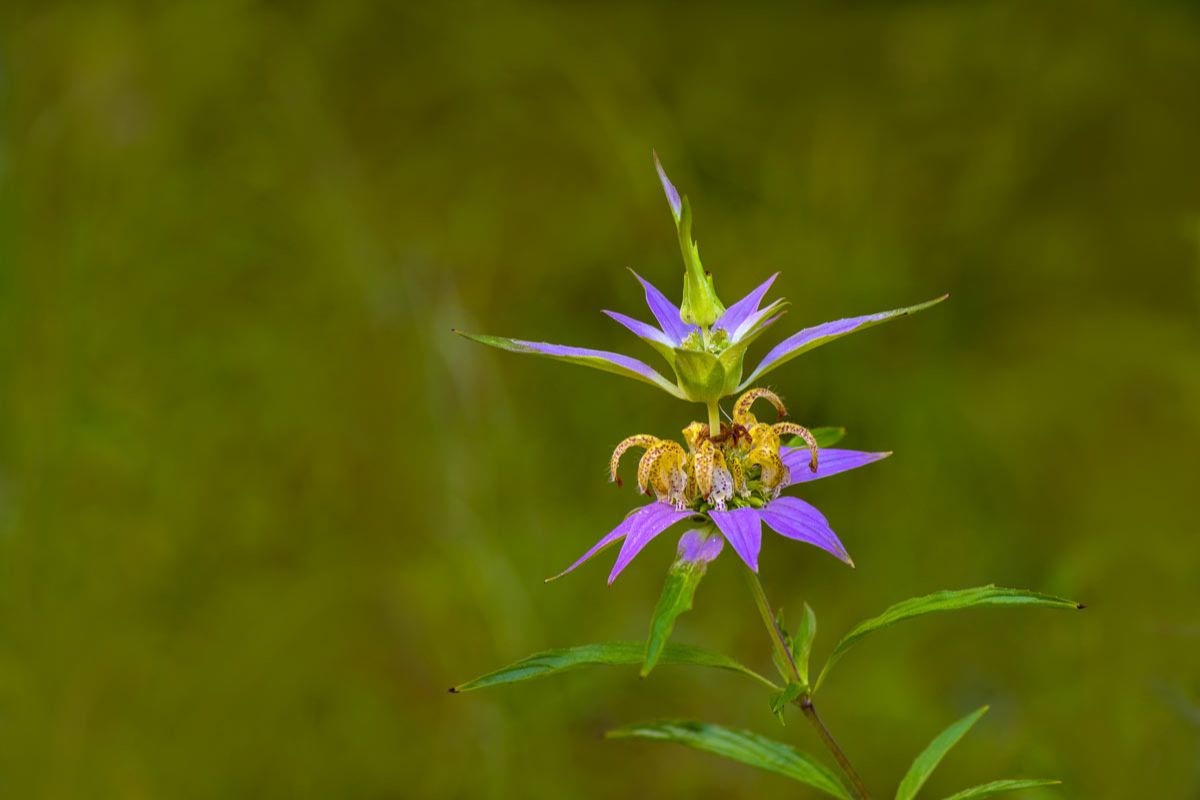 Monarda punctata, repellente naturale per le zanzare