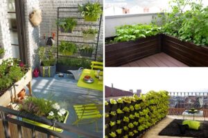 Come coltivare un orto in terrazzo