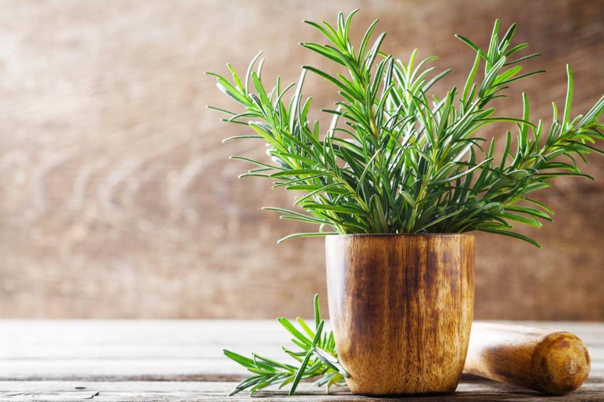 Consigli per abbinare le piante aromatiche nel medesimo vaso 