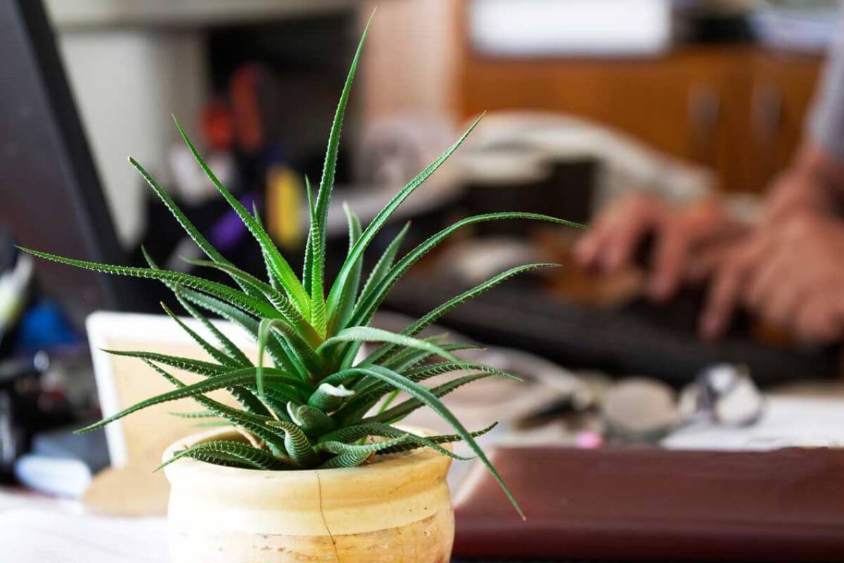 Le migliori piante per purificare l'aria in ufficio