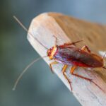 Rimedi naturali per debellare gli scarafaggi