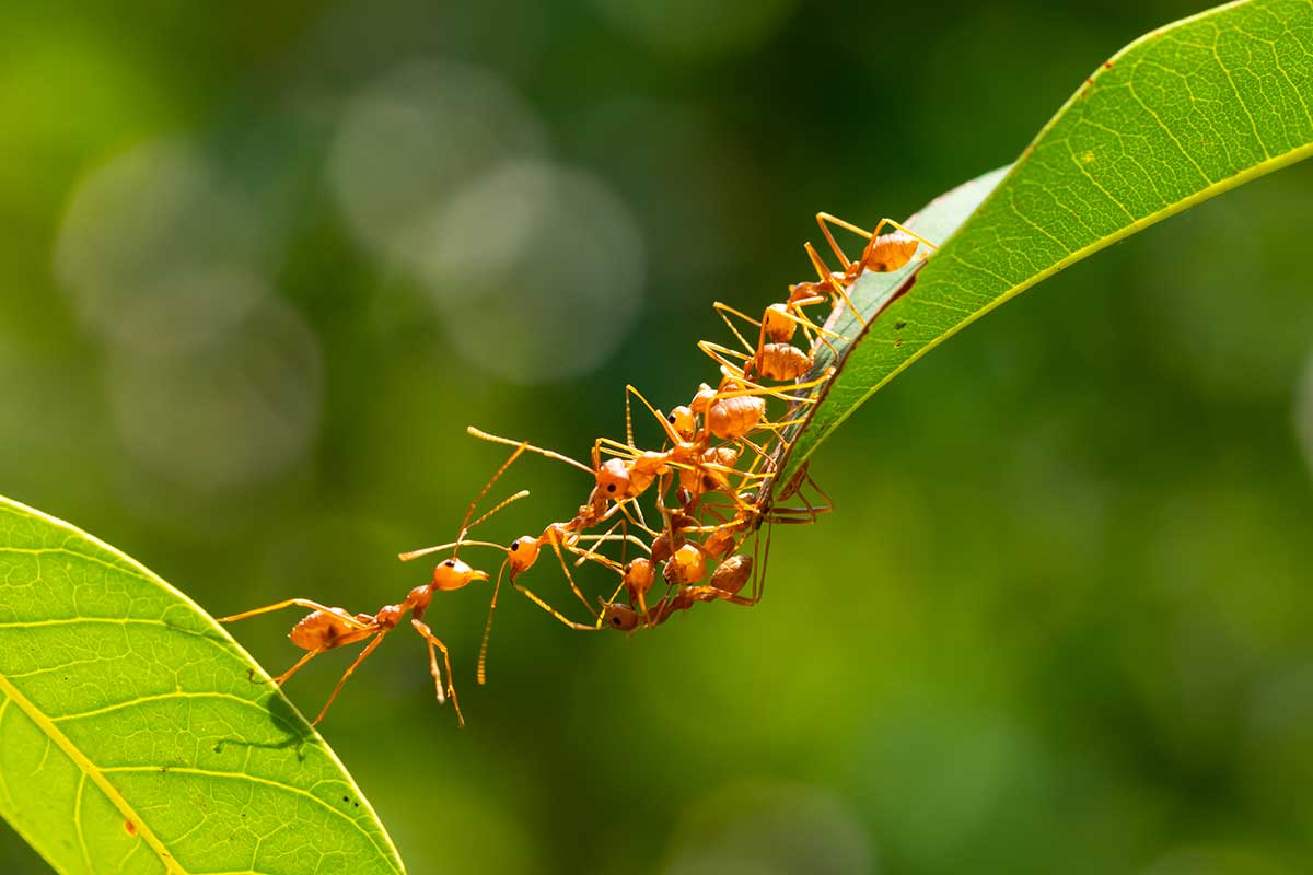 Come allontanare le formiche con metodi naturali